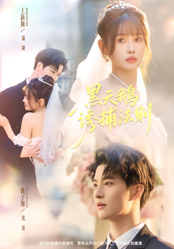 黑天鹅诱捕法册